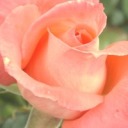 grayceemaycee avatar