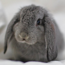 grayrabbitpaws avatar