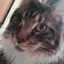 grayscarecrow avatar