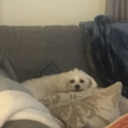 graysonmmxviii avatar