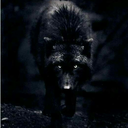 graywolf6 avatar