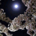 greasefangirl avatar