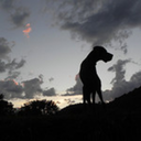 great-dogs-blog avatar