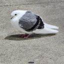 great-flaming-bollocks avatar