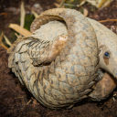 greatandholypangolin avatar