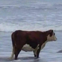 greatcolortragedy avatar