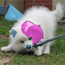 greatgreywolfsifapologist avatar