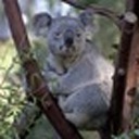 greatkoala avatar