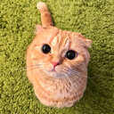 greatmongerfirestudent avatar