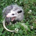 greatruinspeanut avatar