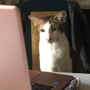 greatstuffdrawer avatar