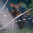 greatwitchcolor avatar