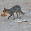 green-dinasaur avatar