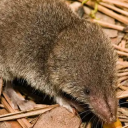 green-girlthing avatar