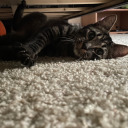 green-limunade avatar