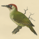 green-woodpeckers avatar
