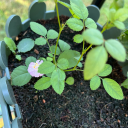 greenappleslices avatar