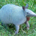 greenarmadilloette avatar