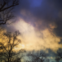 greenbotanist avatar