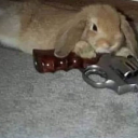 greendemoness avatar