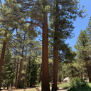 greenearthsociety avatar