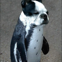 greeneggsandhamsam avatar