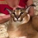 greeneryandcacti avatar