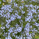 greeneyedghost1 avatar