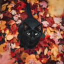 greeneyedstorywritter avatar