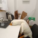 greengooseblr avatar