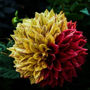 greengreenglory avatar