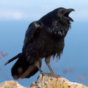 greenguavajuice avatar