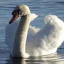 greenhillsquare avatar