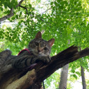 greeniewitchie avatar