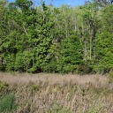 greenleavesandblueskies avatar