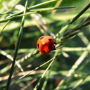 greenlightuniverse avatar