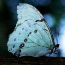 greenligthblaze avatar