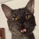 greenlit-mess avatar