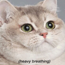 greenmangos01 avatar