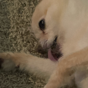 greenmoonflowers avatar