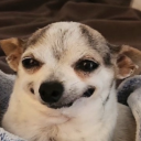 greenpig69420 avatar