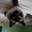 greenrope0623 avatar