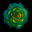 greenrosetta2 avatar