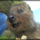 greenrounddoors avatar