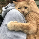 greenstripedcat avatar