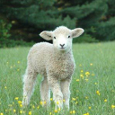 greentales6513 avatar