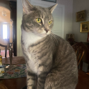 greentea-leavess avatar