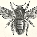 greenteaforhoneybee avatar