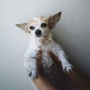 greenteagreen9 avatar