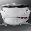 greentinafish avatar